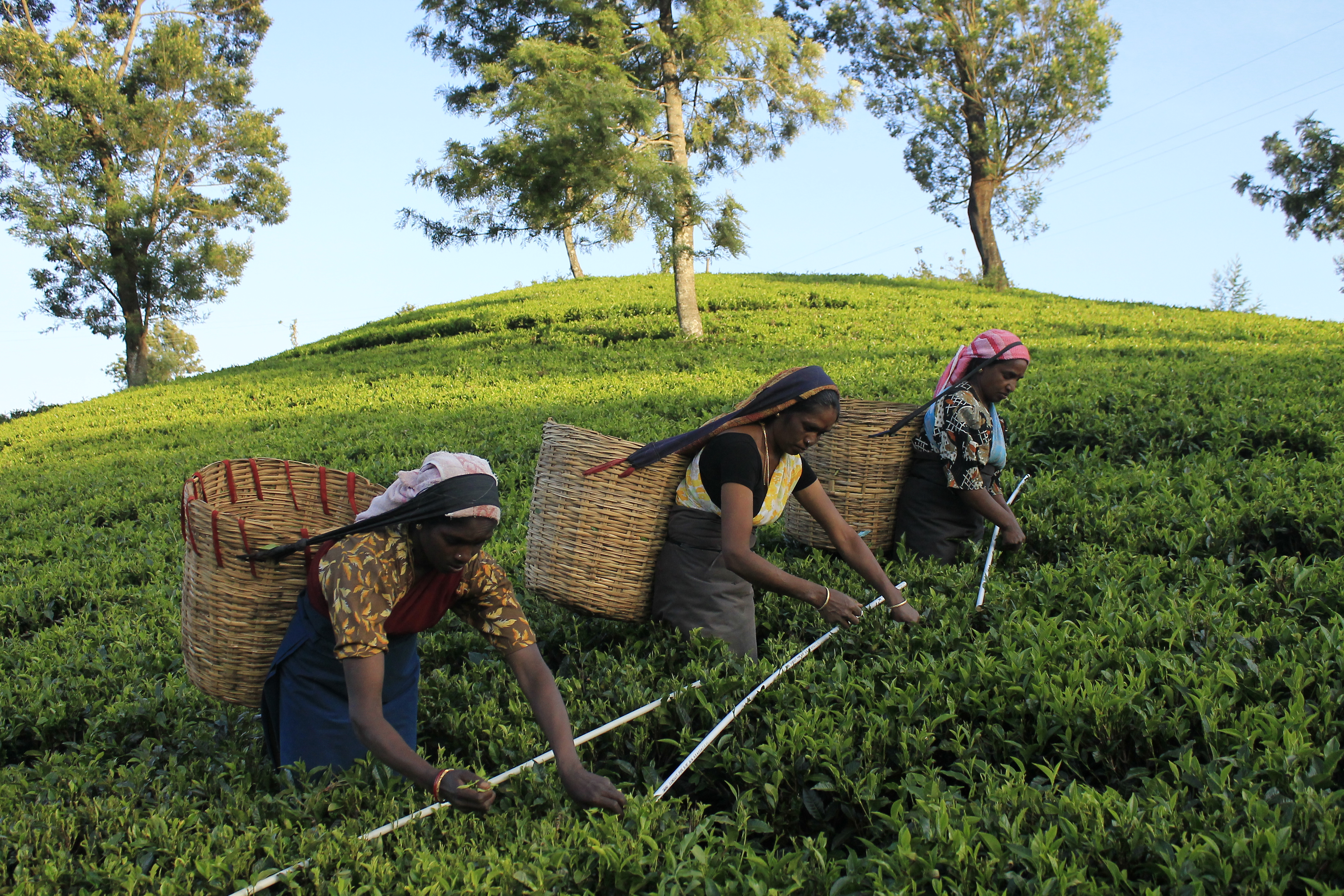 Guest Awareness on Tea Culture -photo 2