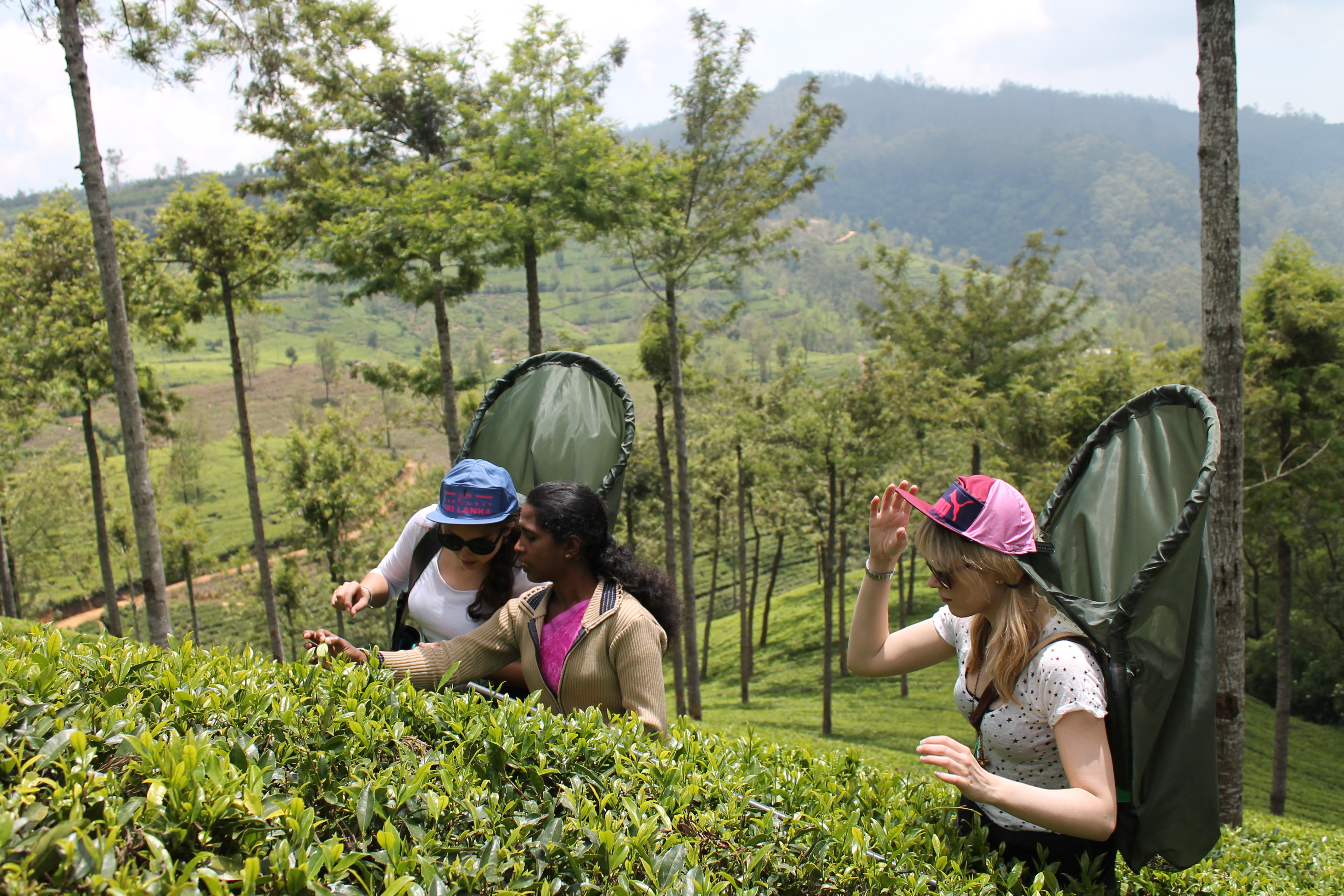 Guest Awareness on Tea Culture -photo 3