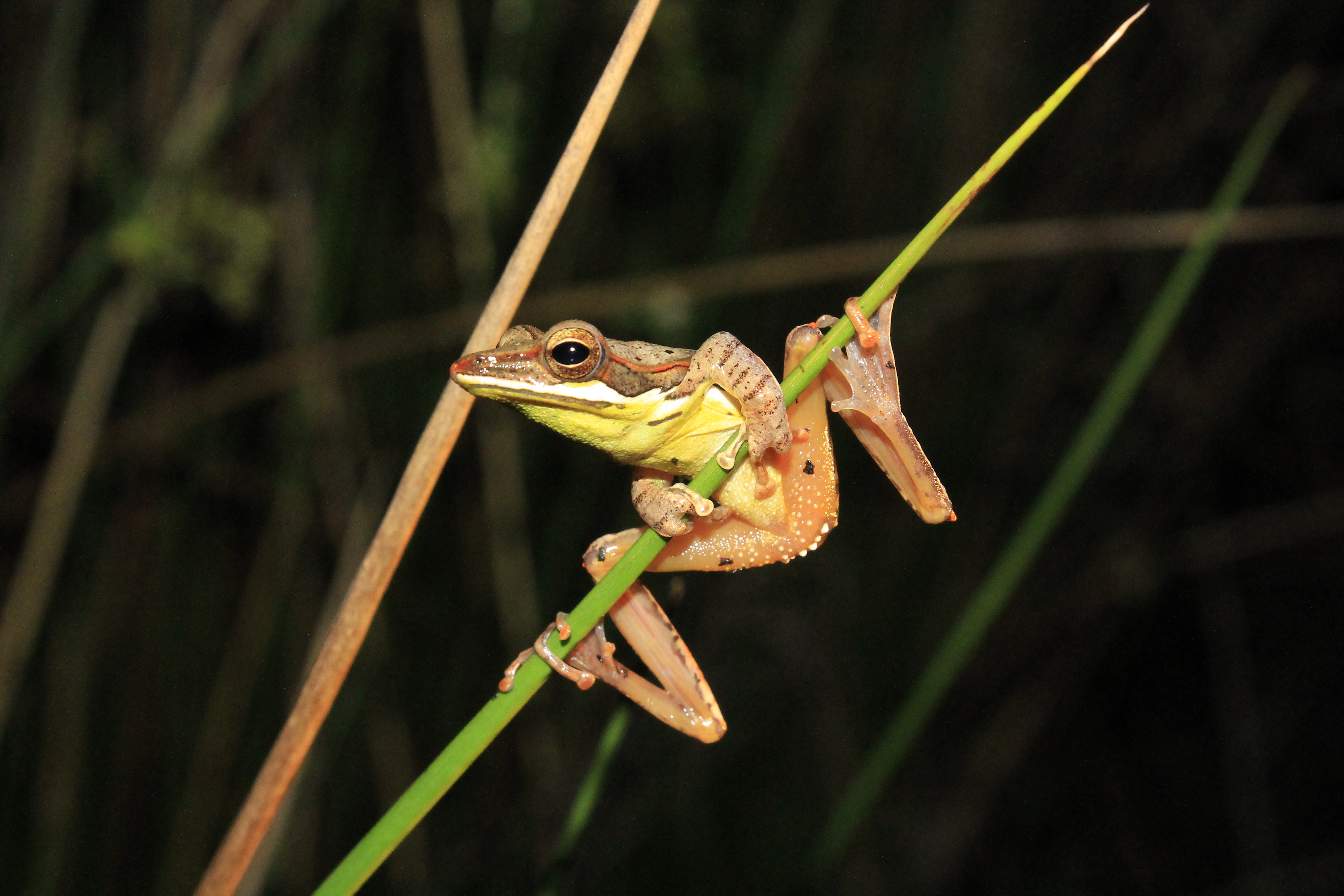 Amphibian biodiversity documentation