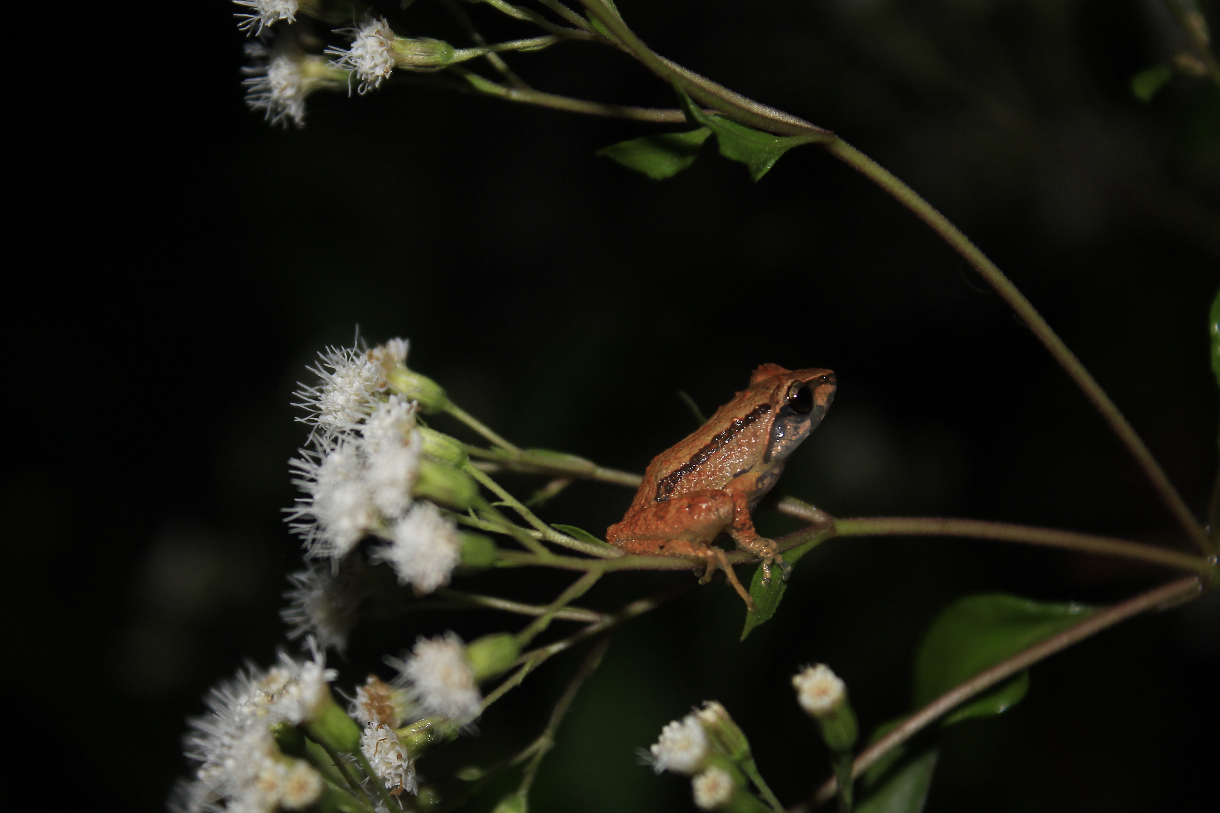 Endemic species in their natural environment