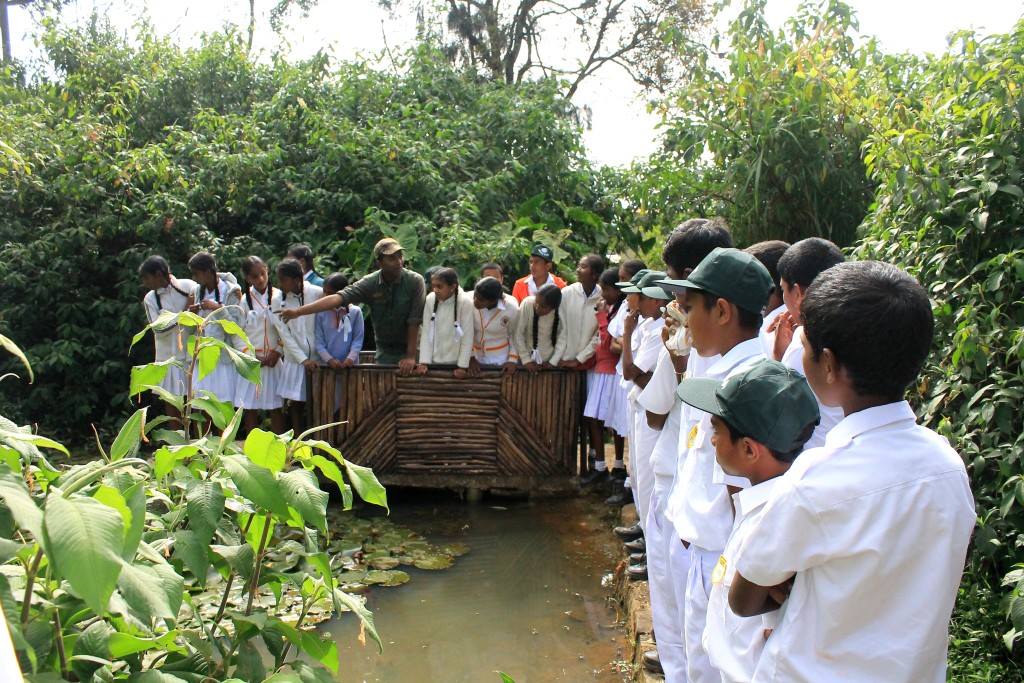 Man-Made Wetland Development