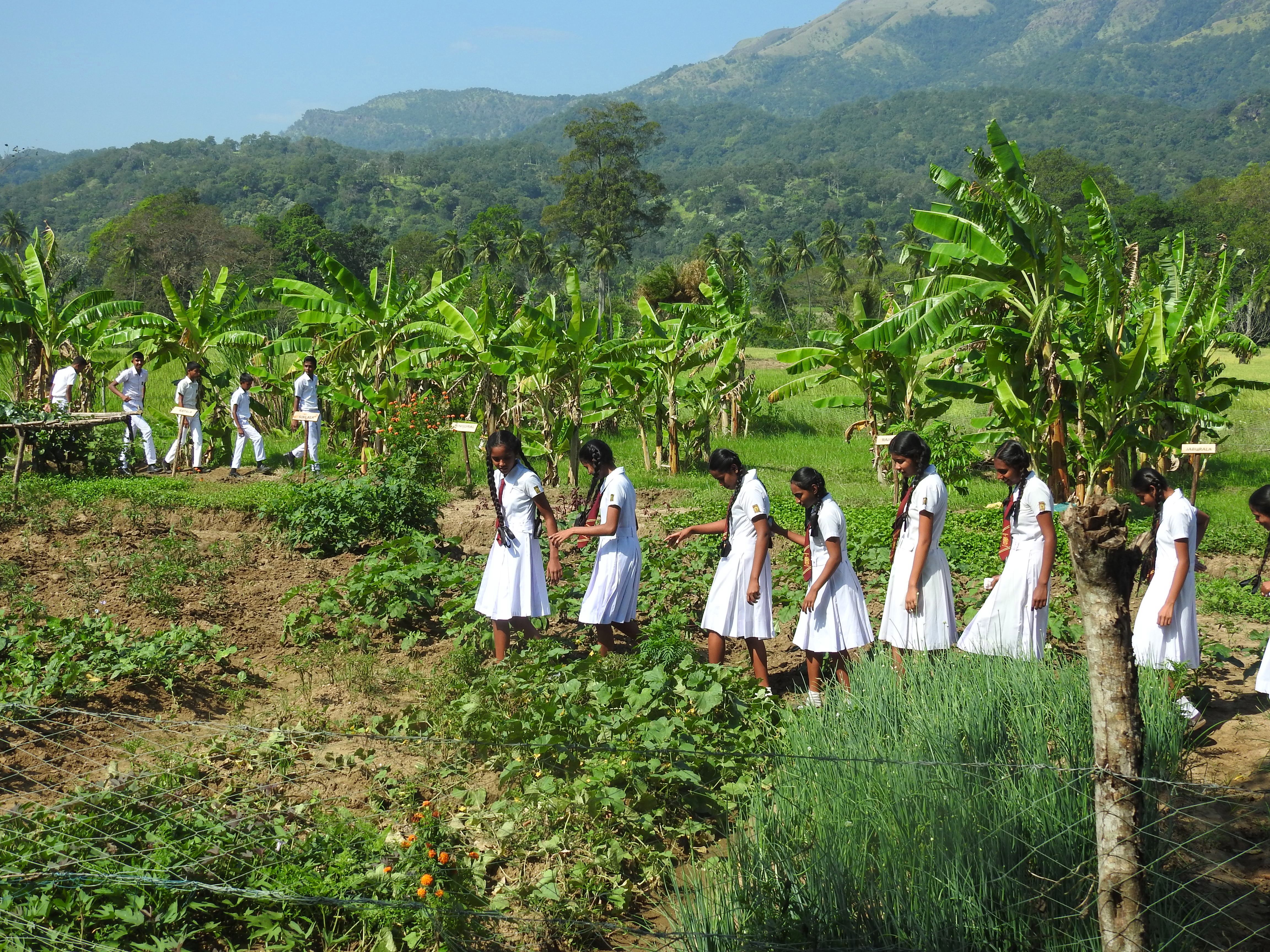 Agro-Nature Wellawaya